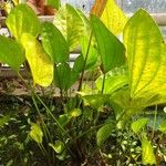 Echinodorus grandiflorus Folha
