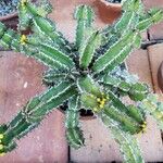 Euphorbia restricta Natur