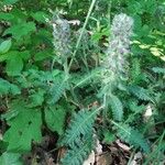 Pedicularis canadensis 葉