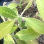 Echium hypertropicum Feuille