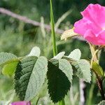 Rosa mollis Annet