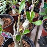 Adenium obesum Feuille