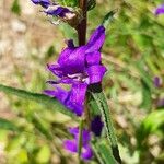 Campanula glomerataЦветок