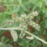 Heliotropium crispum Fruit