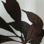 Drymonia coccinea Otro