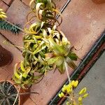 Aloe bruynsii ശീലം