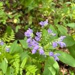 Scutellaria incana Flor