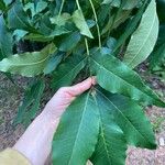 Carya pallida Leaf