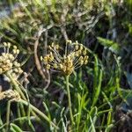 Plantago atrata Bloem