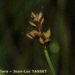 Carex heleonastes ফুল