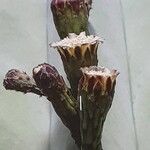 Isolatocereus dumortieri Flor