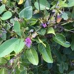 Galactia striata Flower