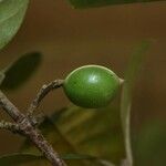 Siparuna decipiens Meyve