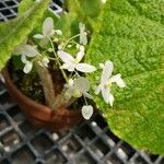 Begonia sudjanae Blomma