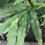 Hedychium flavescens Leaf