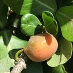 Garcinia livingstonei Fruit