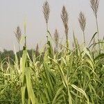 Arundo donax ফুল