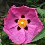 Cistus x purpureus Flower