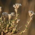 Arenaria aggregata Flor