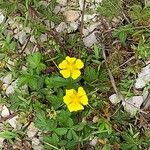 Potentilla reptans 花