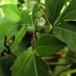 Ertela trifolia Fiore