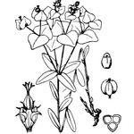 Euphorbia variabilis Otro