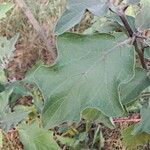 Solanum melongena葉