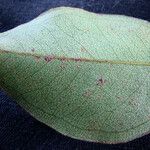 Xanthomyrtus kanalaensis 葉