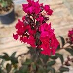 Lagerstroemia speciosaFlor