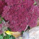 Sedum telephium Flower