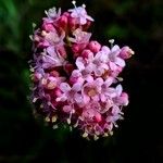 Valeriana tuberosa Λουλούδι