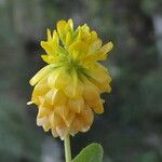 Trifolium aureum Blomma