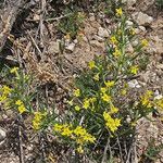 Lithospermum incisum Staniste