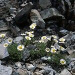 Erigeron compositus Hábito