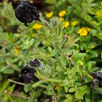 Petunia spp. Costuma