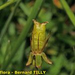 Saxifraga hirculus Plod