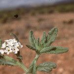 Heliotropium bacciferum Foglia