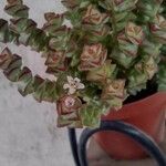 Crassula rupestris Цветок