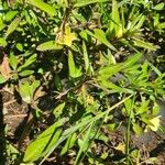 Ludwigia adscendens Blatt