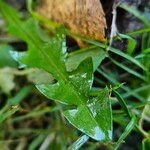 Taraxacum palustre Lehti