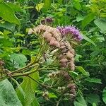 Vernonia brachycalyx 花