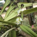 Calyptrochilum christyanum Кветка