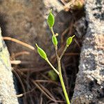 Draba aizoides Fruit