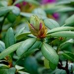 Rhododendron ferrugineum برگ