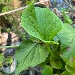 Valeriana apula Leaf