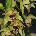 Epipactis helleborineFleur