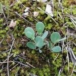 Coronilla scorpioides List