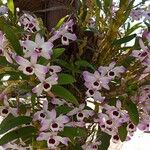 Dendrobium nobile Fleur