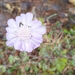 Lomelosia graminifolia Virág