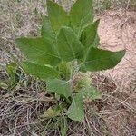 Heterotheca grandiflora Leaf